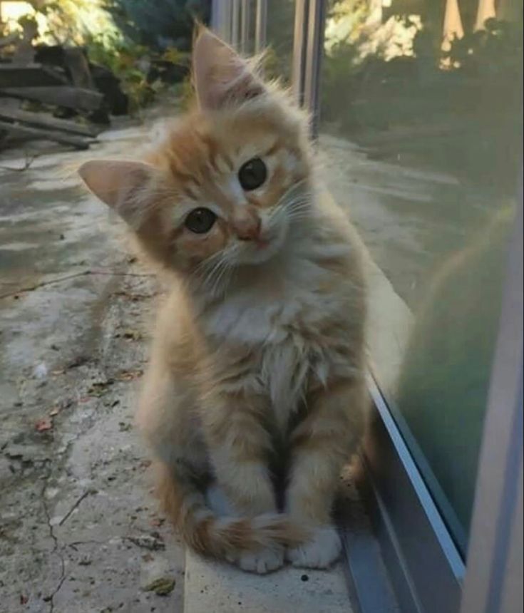 an orange kitten sitting on top of a window sill next to a glass door