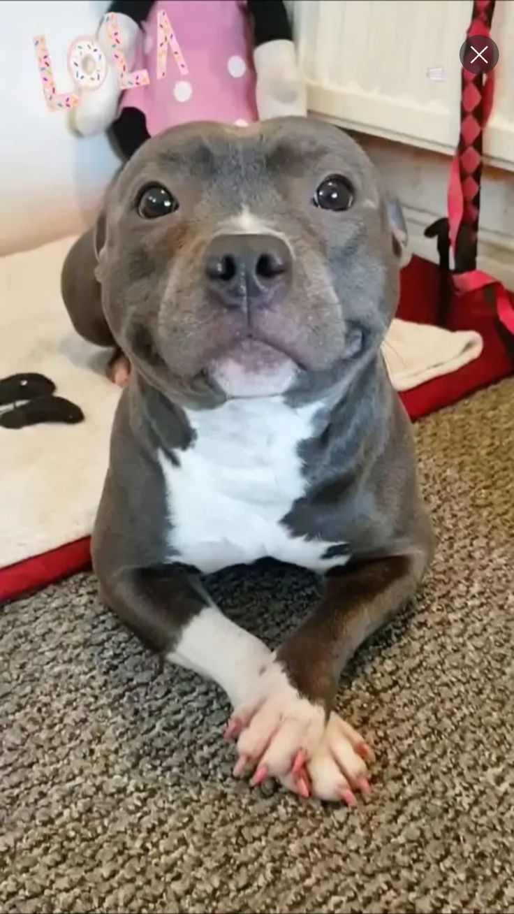 a dog sitting on the floor with its tongue out