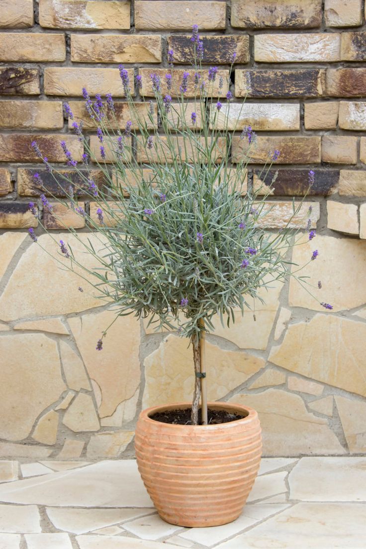 a potted plant with purple flowers in front of a brick wall and stone floor