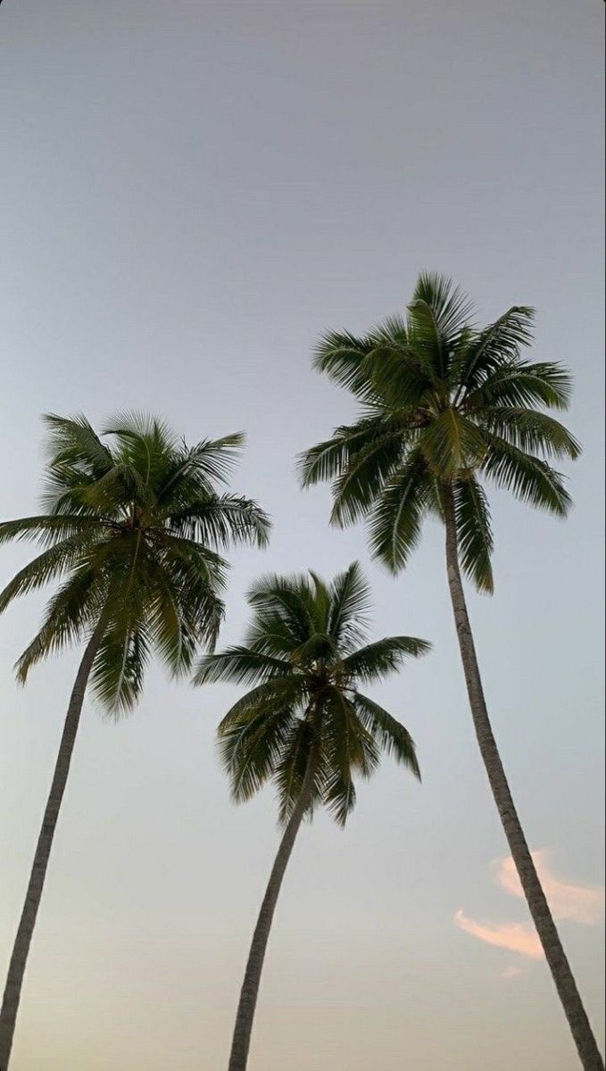 three palm trees are standing in the sand