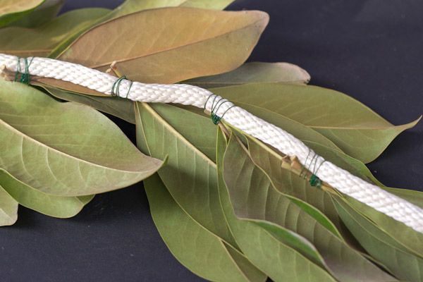 a white snake crawling on top of green leaves