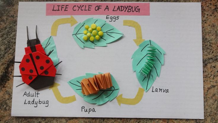 the life cycle of a ladybug made out of paper