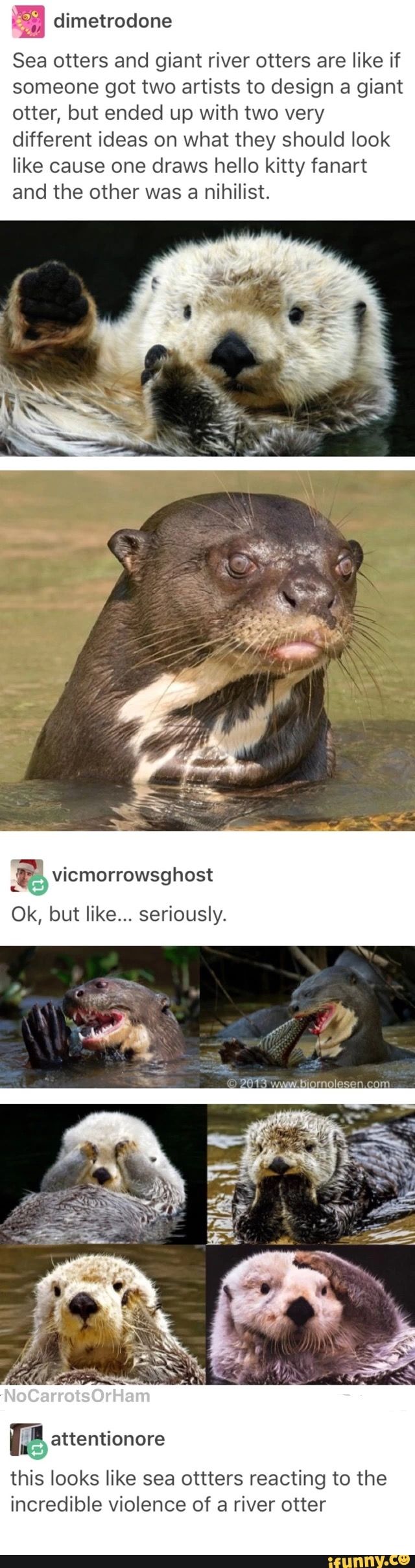 an image of otters in the water with caption that reads, there are many different