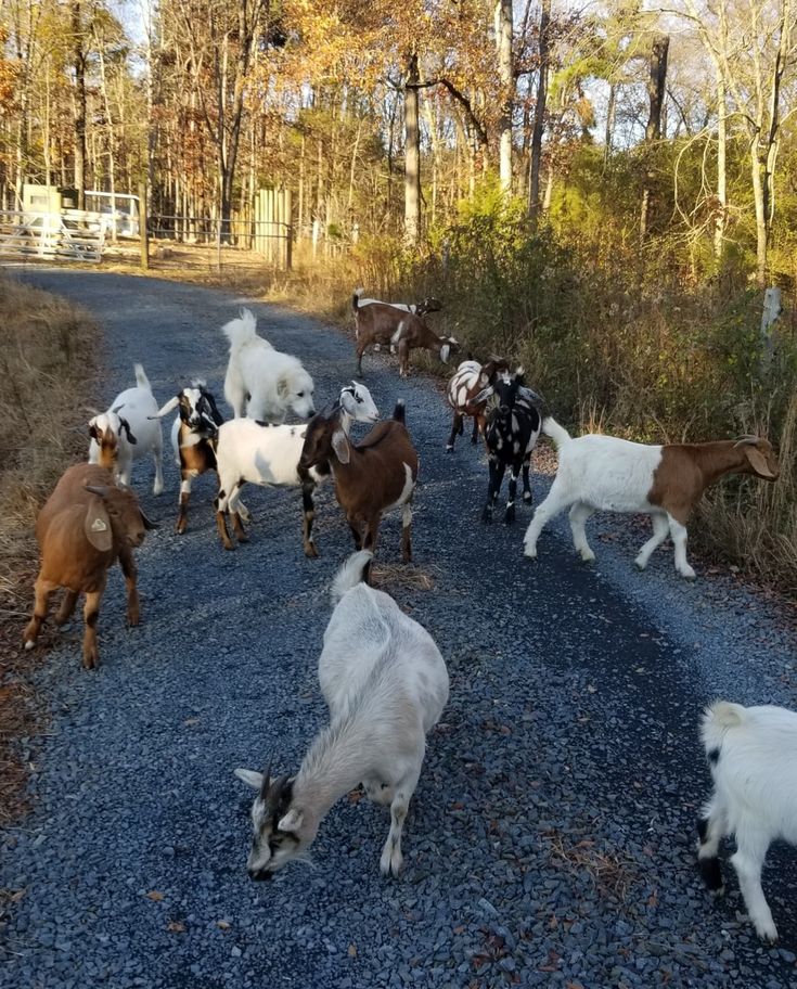 a herd of goats walking across a gravel road