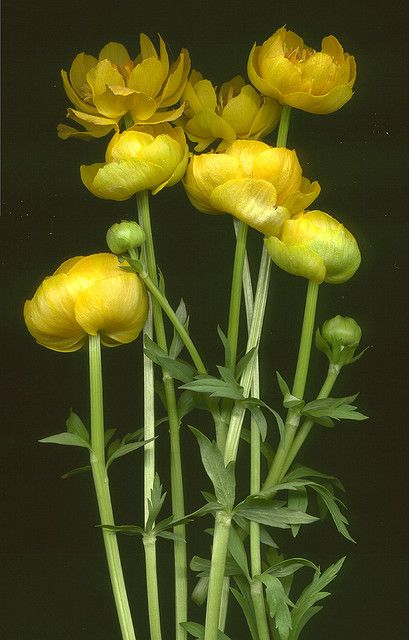 yellow flowers are in a vase with green stems