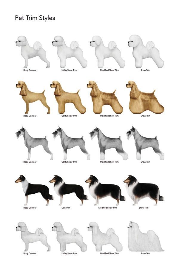 the different types of dogs are shown in this poster, which shows them all different colors and sizes