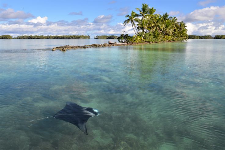 a manta ray swims in the clear water near an island with palm trees