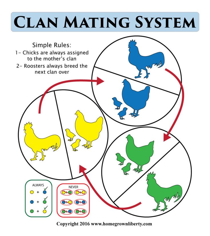 three circles with different types of chickens and roosters on them, labeled in the diagram below