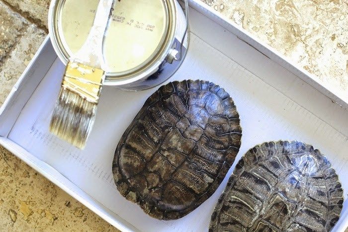 two tortoises sitting in a box next to a paintbrush