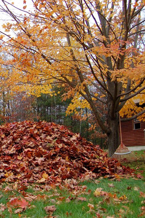 a pile of leaves sitting next to a tree in front of a house on a fall day