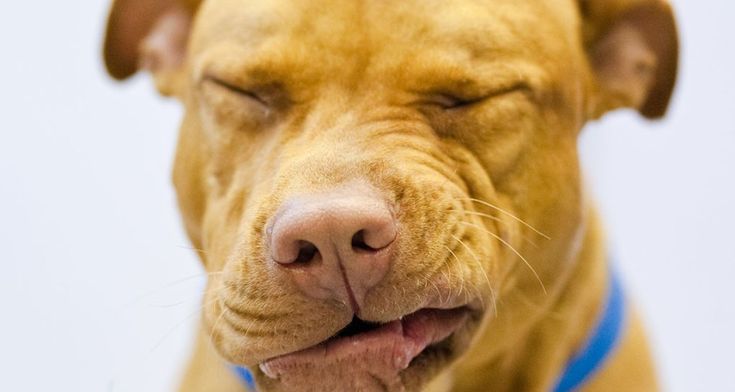 a close up of a dog with its eyes closed and his tongue hanging out to the side