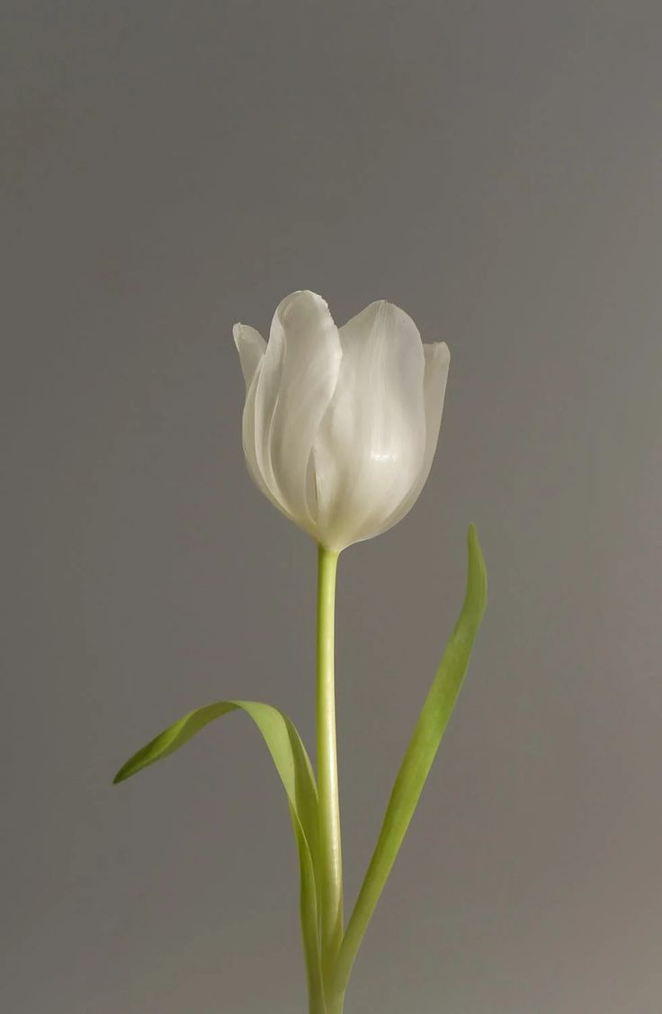 a single white tulip in a vase on a gray background with long green stems