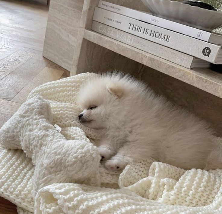 a small white dog laying on top of a blanket next to a book shelf and coffee table