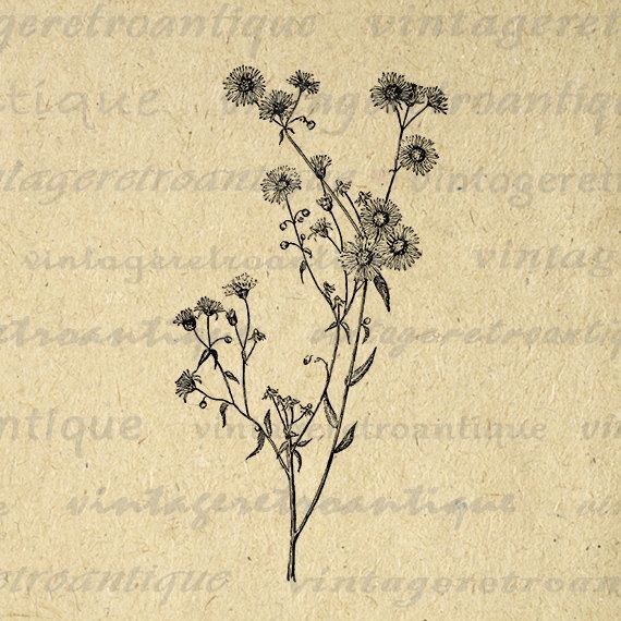 a drawing of some kind of wildflower on a piece of paper with writing underneath it