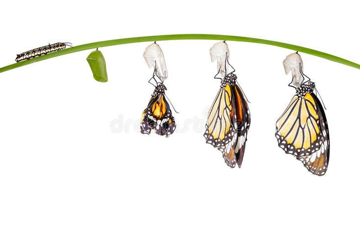 three monarch butterfly puppies hanging from a green plant stock photos, images and clippings