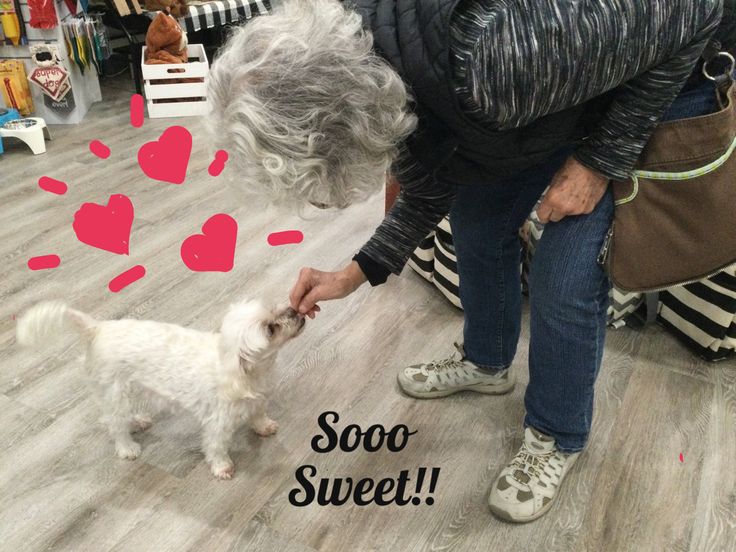 an older woman petting a small white dog in a store with hearts drawn on the floor