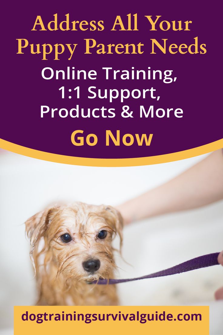 a dog being walked by its owner with the words, puppy training 11 support products & more go now