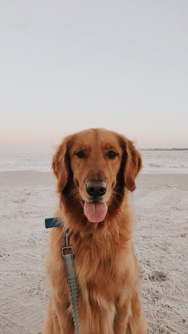 a large brown dog sitting on top of a sandy beach next to the ocean with his tongue hanging out