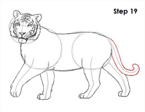 how to draw a tiger step by step