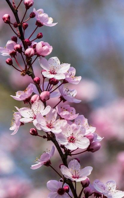 pink flowers are blooming on a tree branch