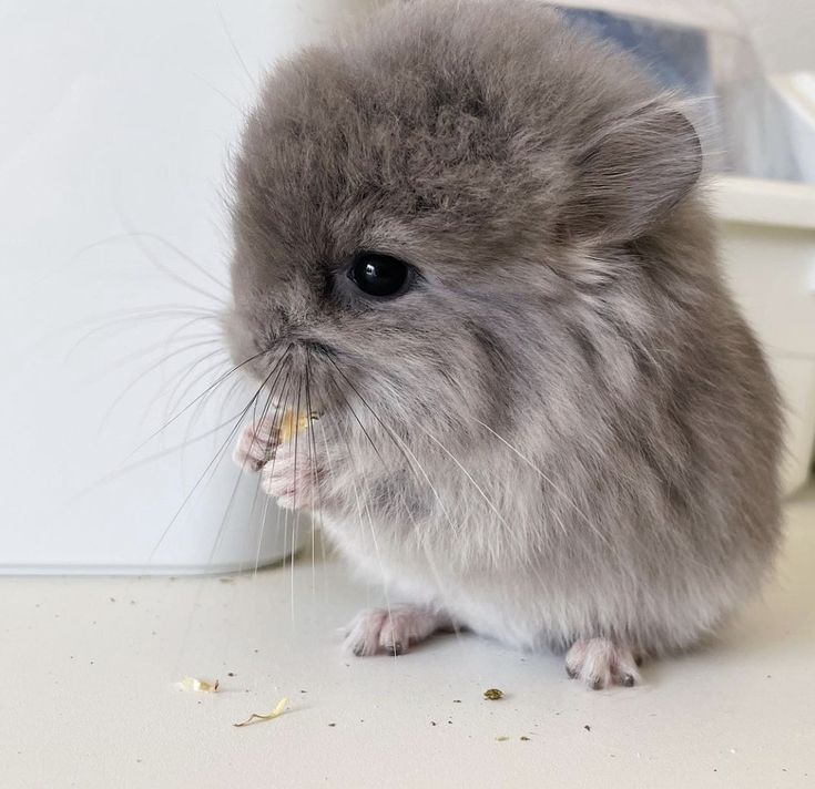 a small gray hamster eating food off of a white counter top next to a trash can