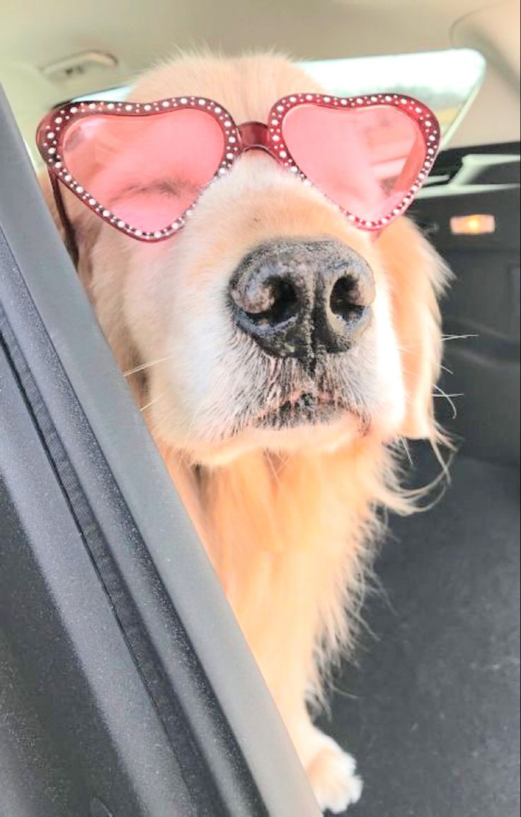 a dog wearing heart shaped sunglasses sitting in the back seat of a car