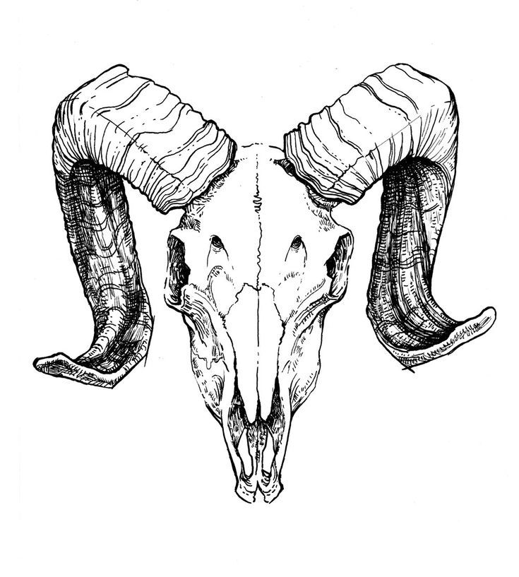 an ink drawing of a ram's head with long horns