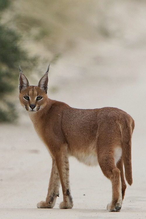 a small brown cat walking across a dirt road