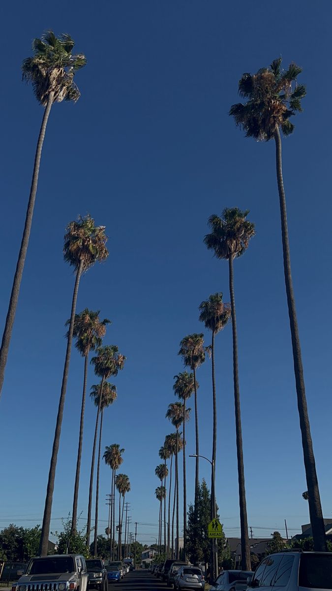 palm trees line the street in front of parked cars