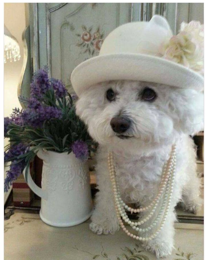 a small white dog wearing a hat and pearls next to a vase with flowers in it