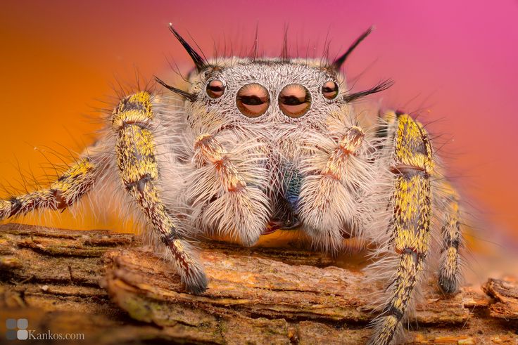 a close up of a jumping spider on a branch in front of a colorful background