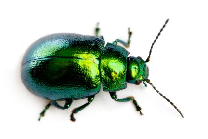 a green beetle sitting on top of a white surface in front of a white background