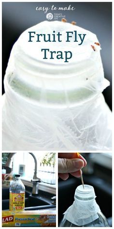 fruit fly trap made from plastic bottles and some other things in the background with text overlay that reads easy to make