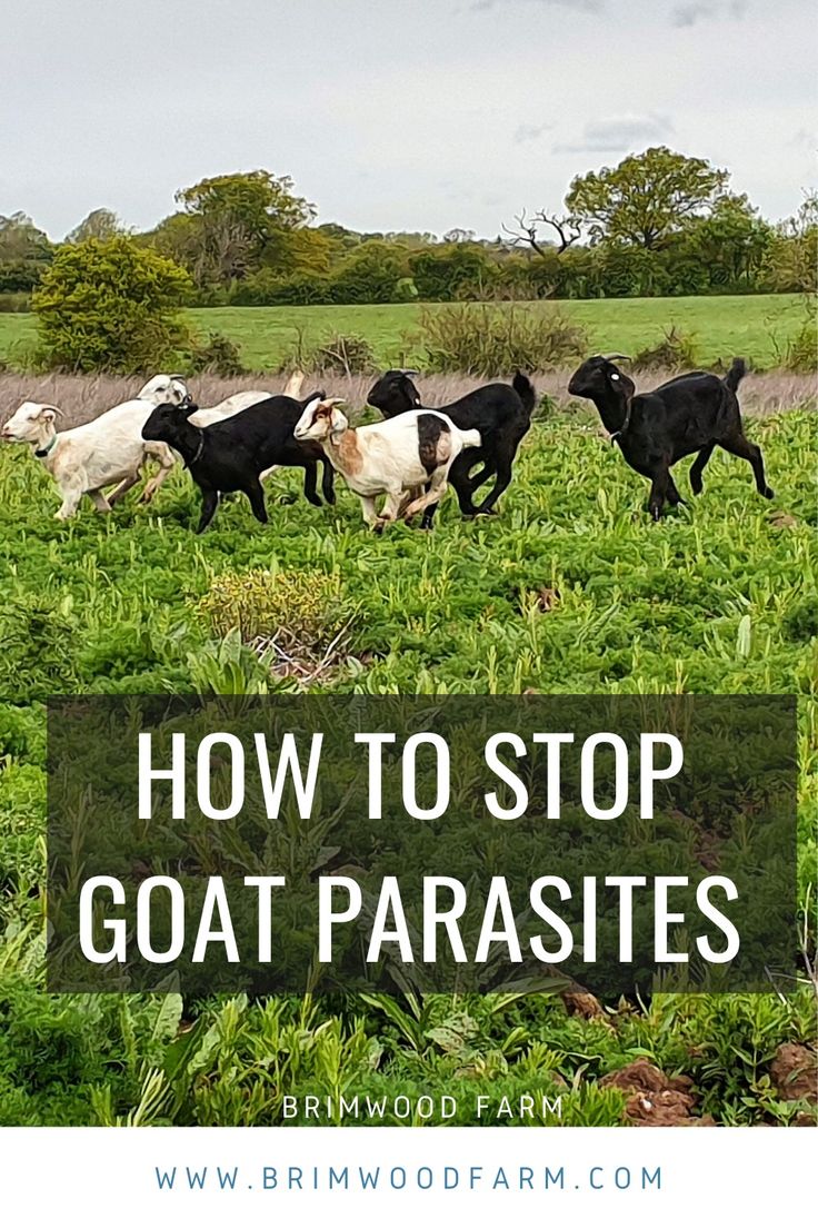 goats running in the grass with text overlay reading how to stop goat parasites