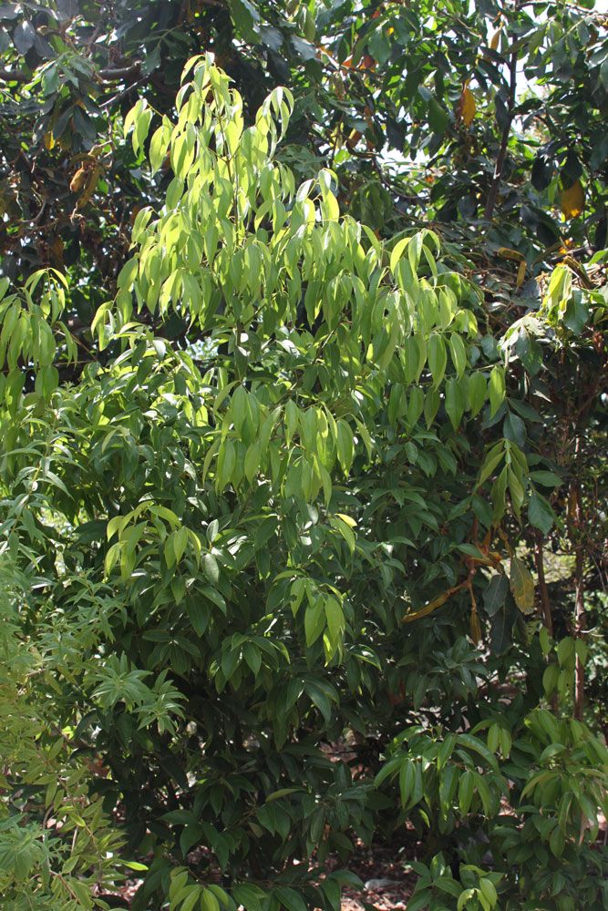 a bush with lots of green leaves in the middle of some grass and dirt area