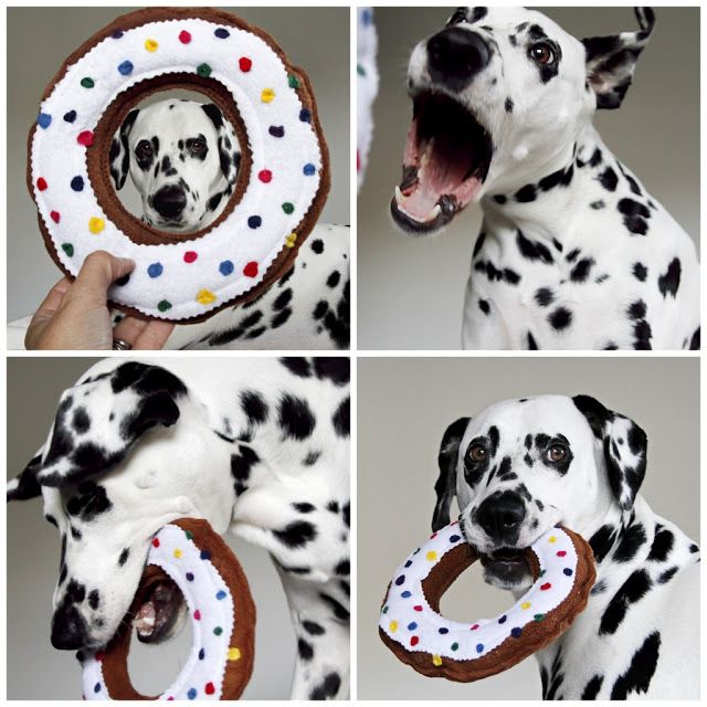 a dalmatian dog holding a doughnut in it's mouth