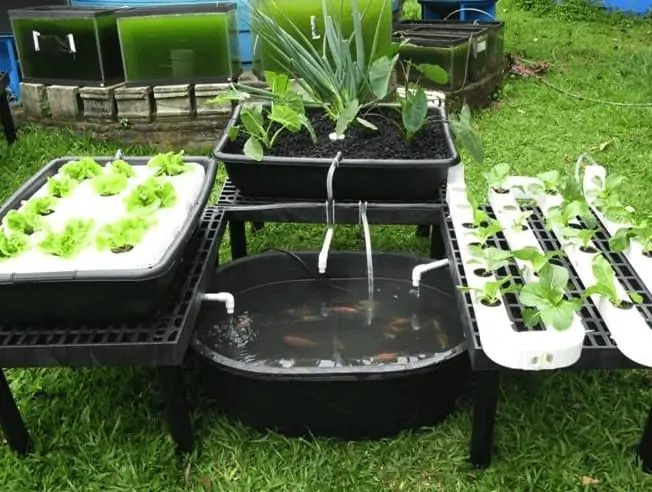 several trays filled with plants sitting on top of grass