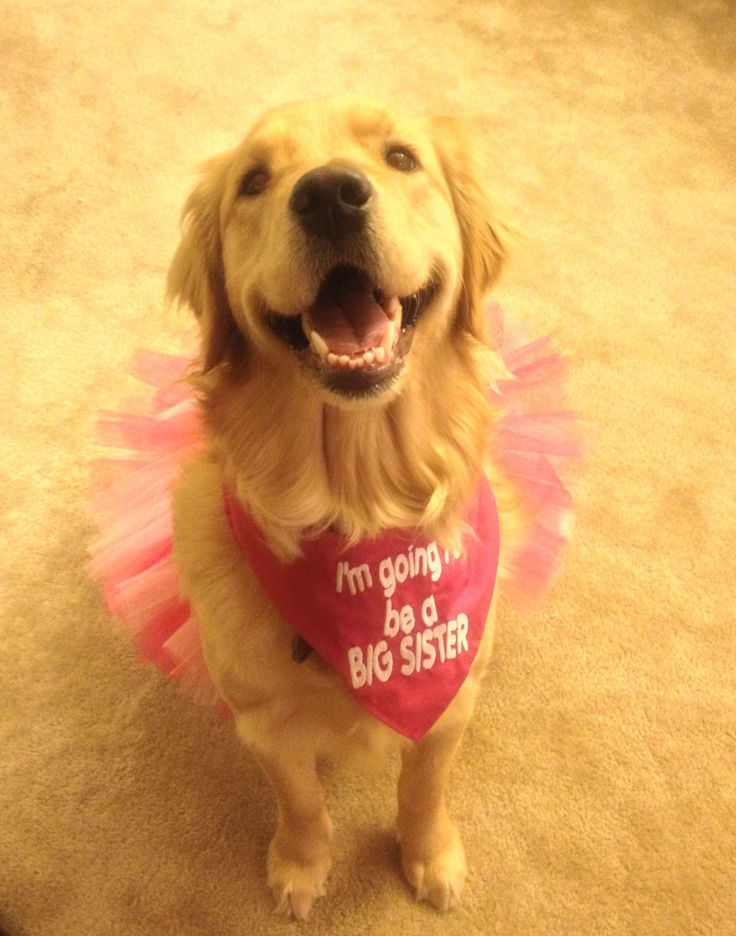 a dog wearing a pink tutu with i'm going to a big sister written on it