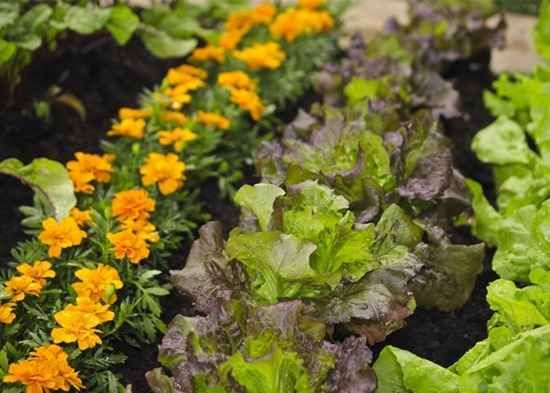 many different types of plants and flowers growing in the garden together, including lettuce