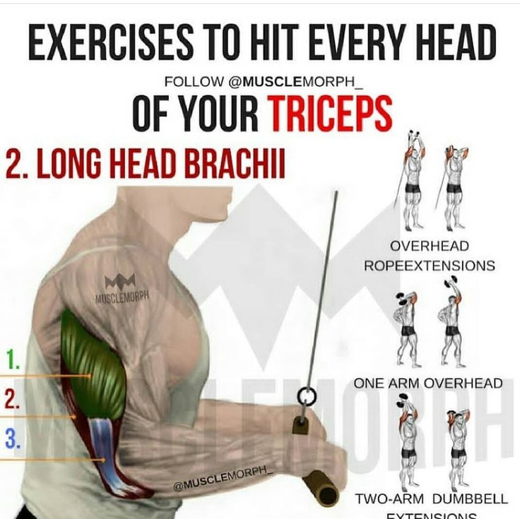 the exercises to hit every head of your triceps 2 long head brachii