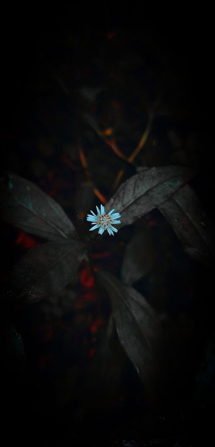 a single white flower sitting on top of a leaf covered forest floor in the dark