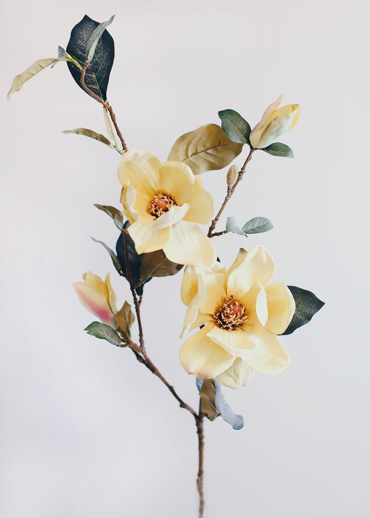 three yellow flowers with green leaves in a vase