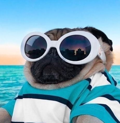 a pug dog wearing sunglasses while sitting in a boat