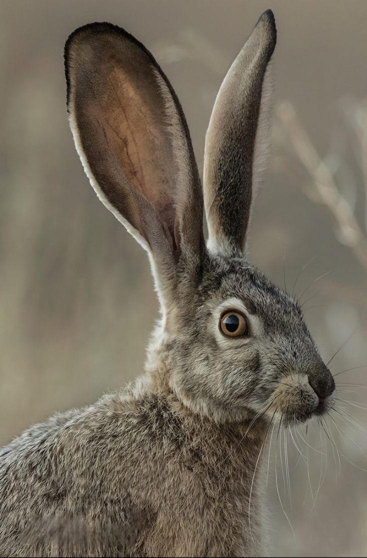 a close up of a rabbit's face with trees in the background