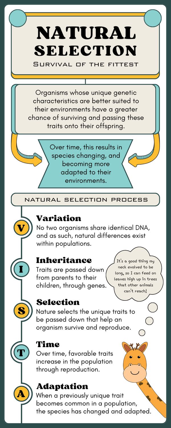 an info sheet with information about natural selection