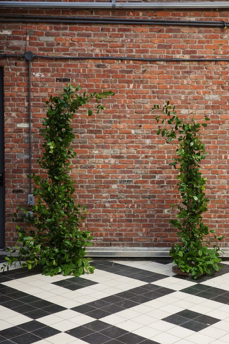 two tall green plants sitting next to each other on a black and white checkered floor