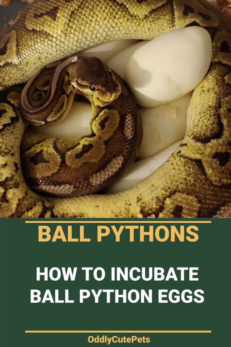 a ball python in its cage with the title'how to incubate ball python eggs