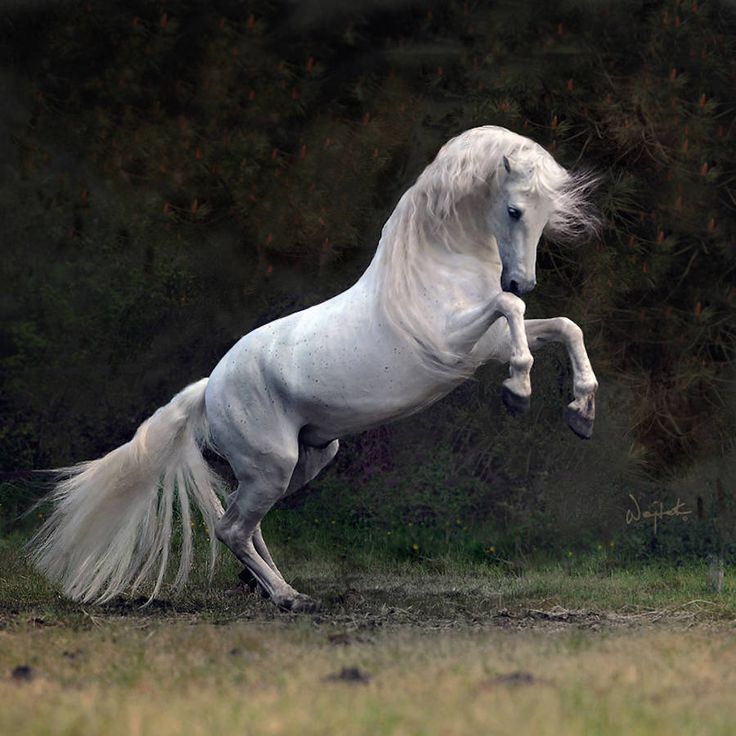 a white horse is galloping on its hind legs in front of some trees and grass