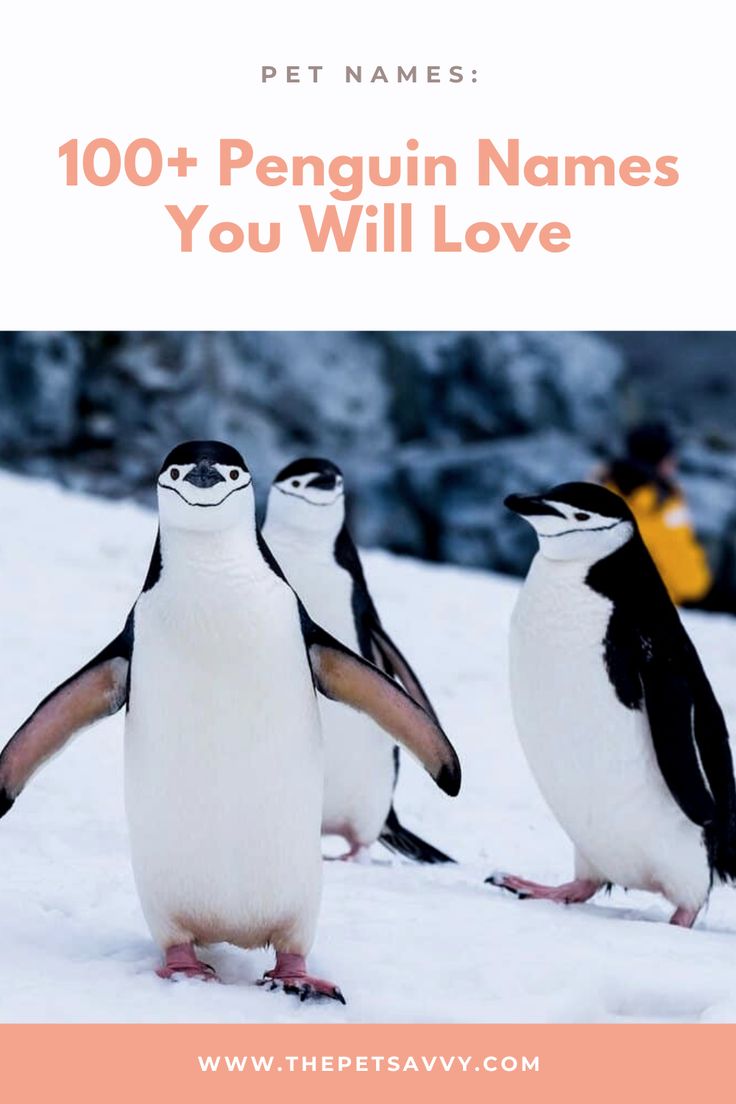 three penguins standing in the snow with text overlay that reads, pet names 100 + penguin names you will love