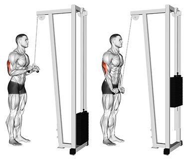 an image of a man doing exercises on the pull - up machine with muscles highlighted